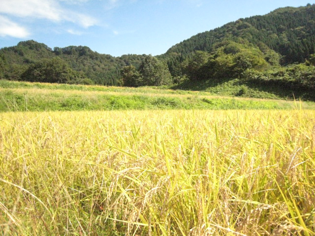 田んぼの風景