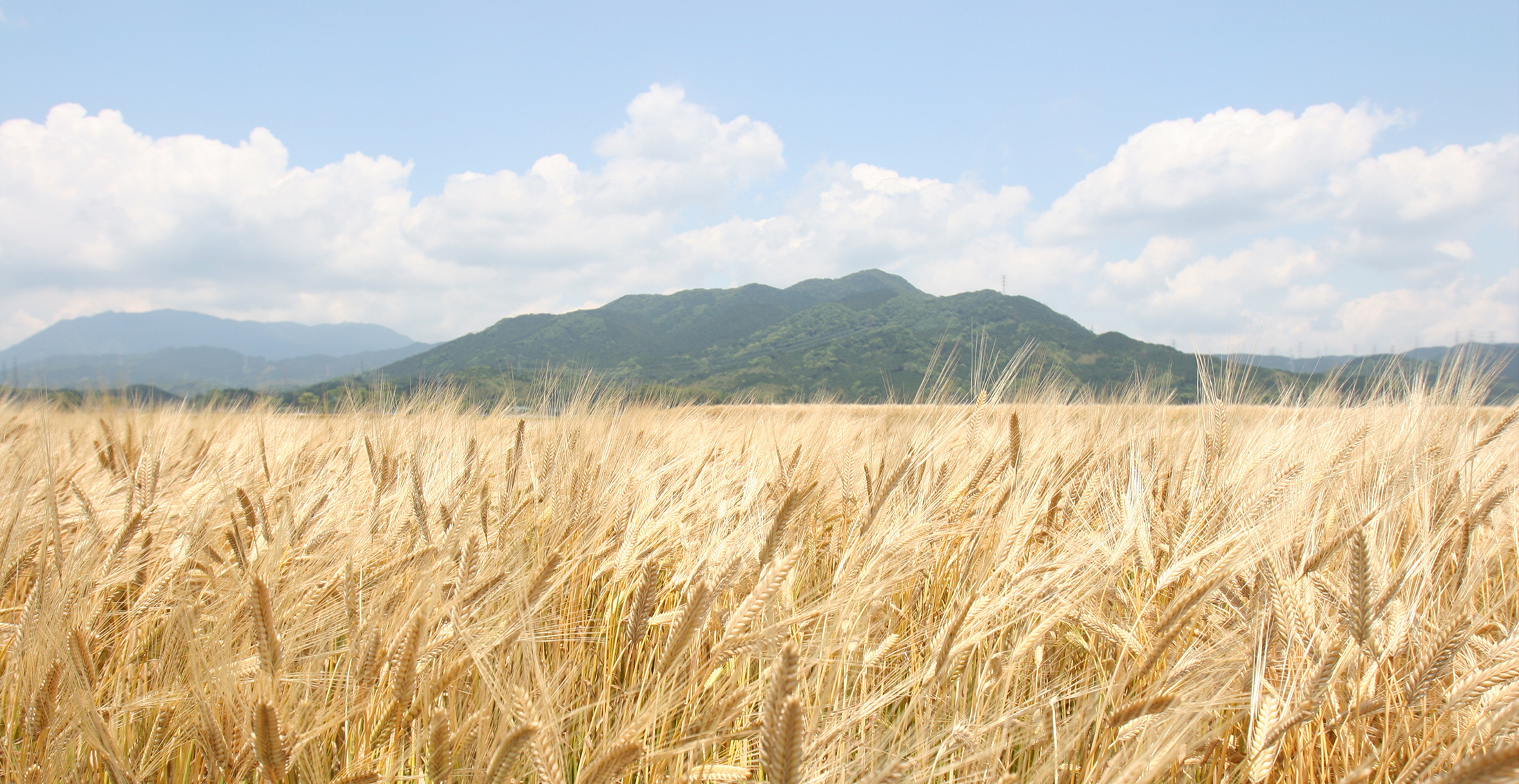 福岡県 麦に実る景色